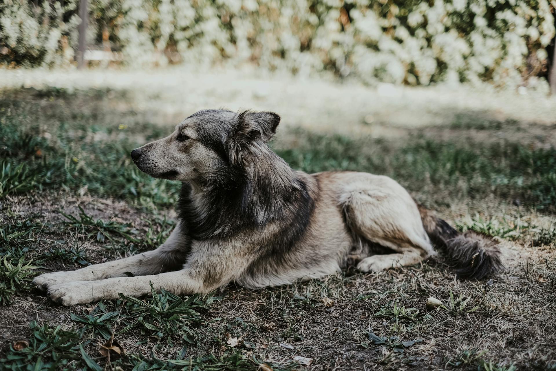 Portrait of a Dog Lying on the Ground