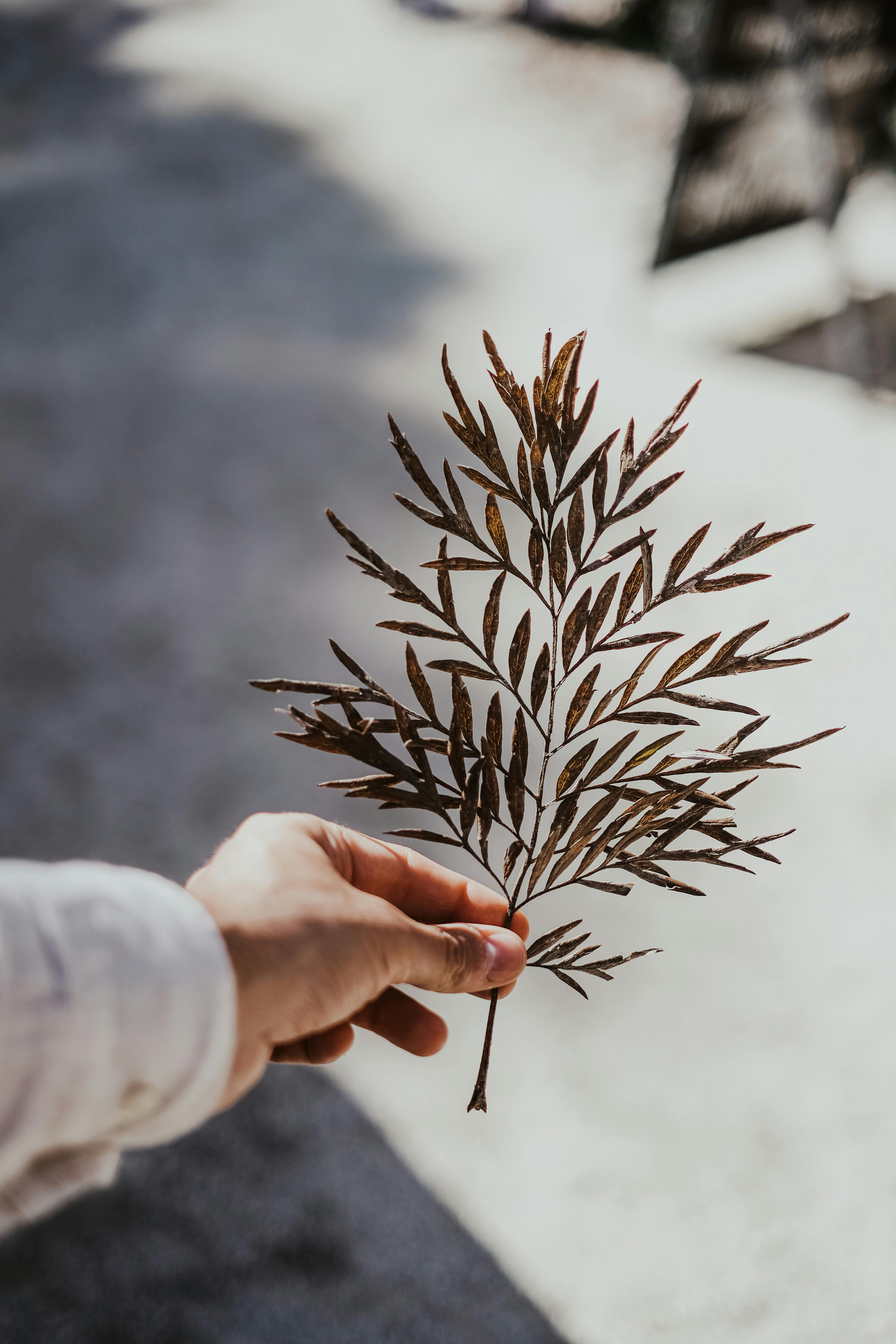 A close-up of a hand holding a delicate dried leaf outdoors in soft sunlight.