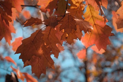 Free From below of bright dry leaves hanging from branches of tree under cloudless blue sky on sunny autumn day Stock Photo