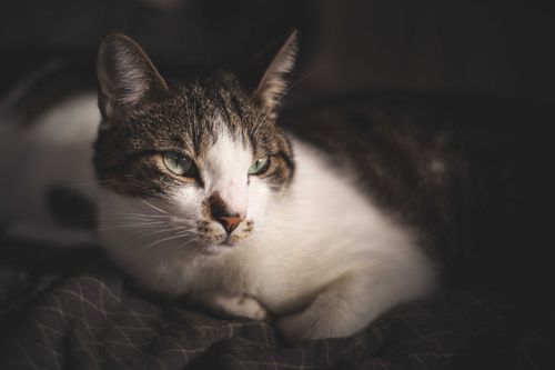 Free Tabby fluffy cat lying peacefully on soft gray blanket in light apartment while looking away Stock Photo