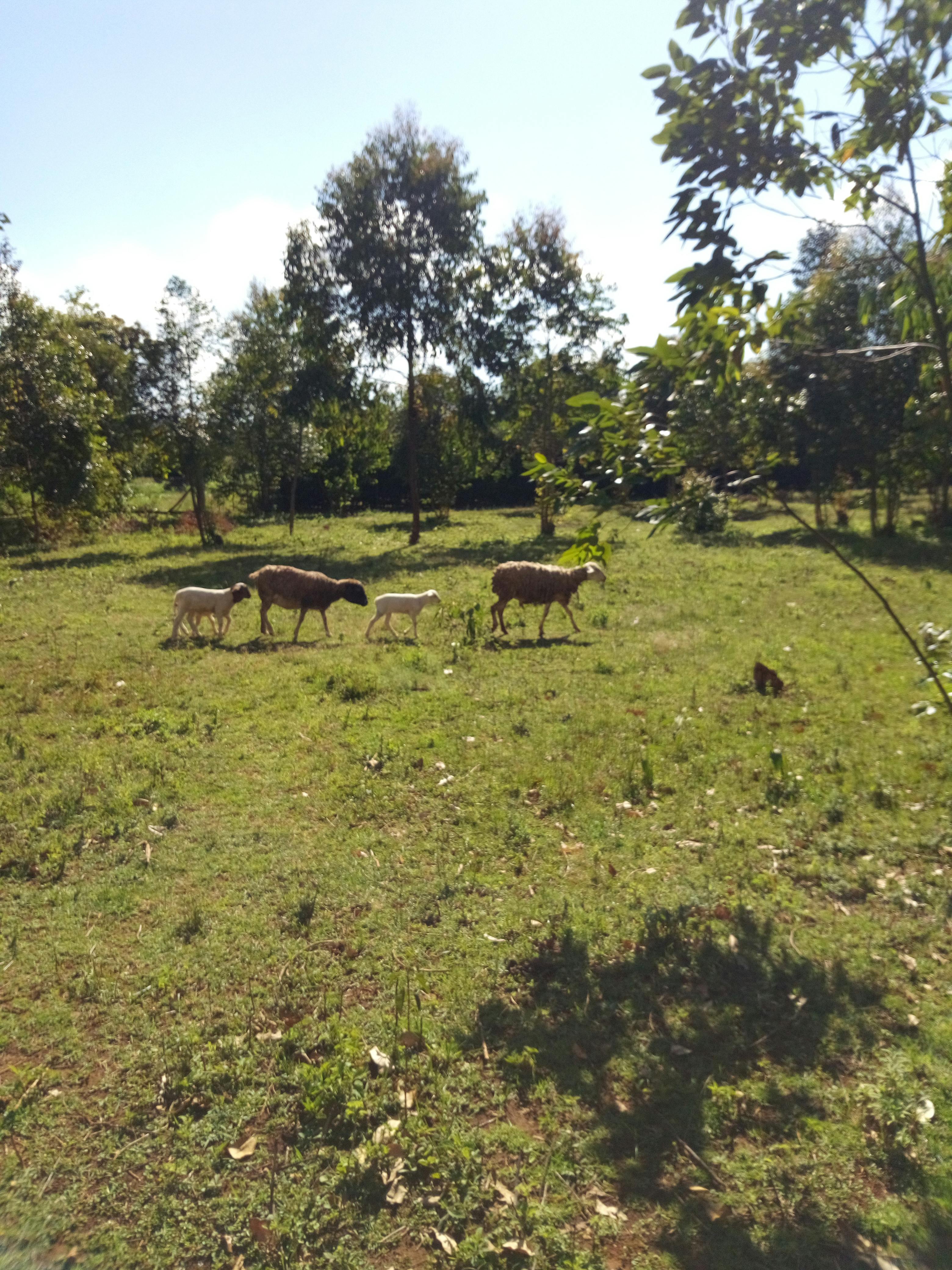 Oral Syringe vs Luer-Lock for ICI: Which Is Better?