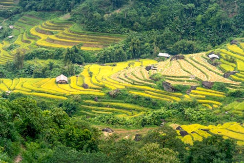 Landscape of grassy mountains with settlement on rice fields