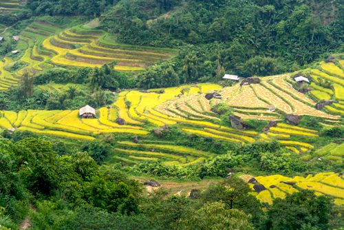 Free From above scenery of green hills and trees near small village and rice plantation in daytime Stock Photo