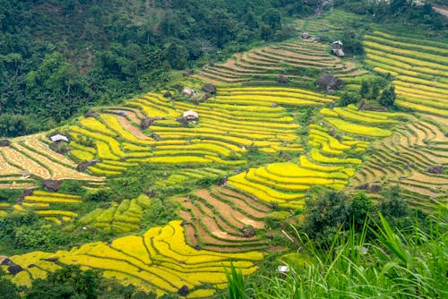 Picturesque scenery of rice plantation near hills and village