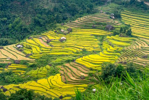 Free Scenery of grassy green mountains and trees near rice fields and settlement in countryside Stock Photo