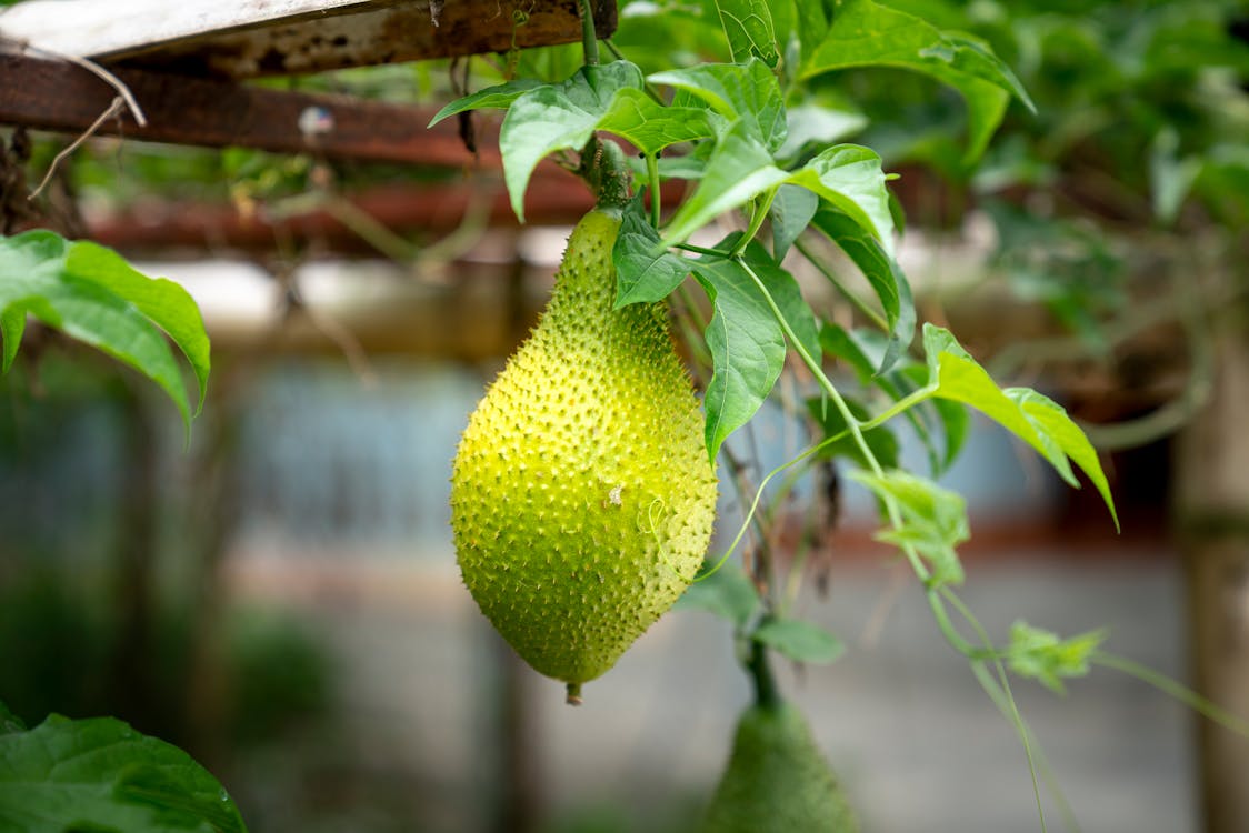 Free Green exotic plant named jackfruit tree with leaves and trunks on wooden surface in daylight Stock Photo
