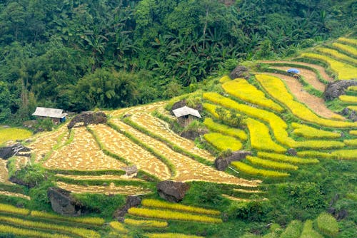 Picturesque landscape of green fields with rice plantation near settlement surrounded with tropical trees in daytime on hill