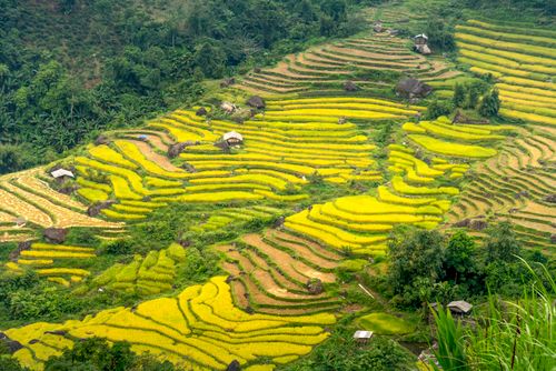 Free Landscape of small village near green grassy meadow with rice plantation on hill surrounded with tropical trees and plants in summer day Stock Photo