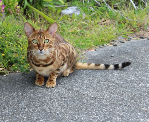 doğa, hayvan, kedi içeren Ücretsiz stok fotoğraf