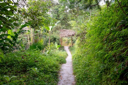 人行道, 公園, 和平的 的 免费素材图片