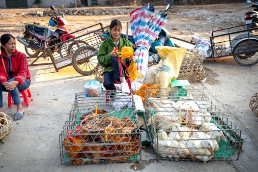 Two women selling chickens and ducks at a rural outdoor market.