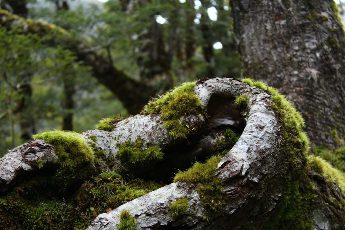 Moss-thick roots knuckled over a beech trunk in the dim green light of the Routeburn's lower forest.