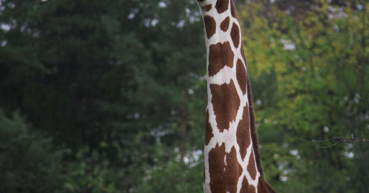 Selective Focus Photography of Giraffe