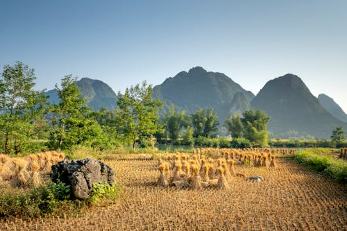 Field with sheaves near trees and mountains
