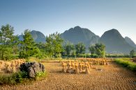 Field with sheaves near trees and mountains