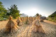 Landscape of sheaves on field near big rock and green grass near trees and mountains on background in sunny summer day under cloudless sky