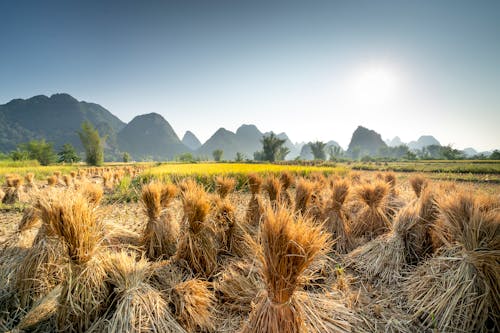 Landscape of valley with sheaves near green grass and plants near hills on background under cloudless sky in summer sunny day