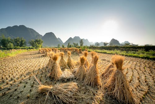 Meadow with hay near grass and trees near hills