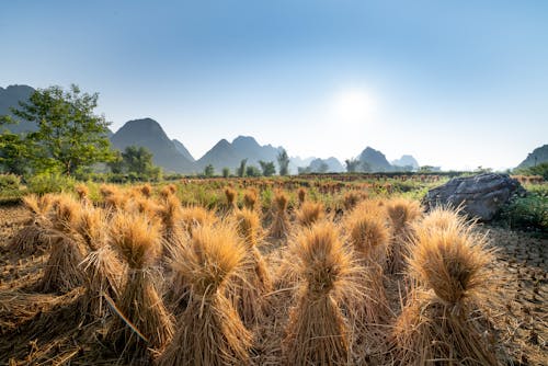 Landscape of valley with sheaves near boulder and green grass near trees and hills on background under blue cloudless sky in summer sunny day