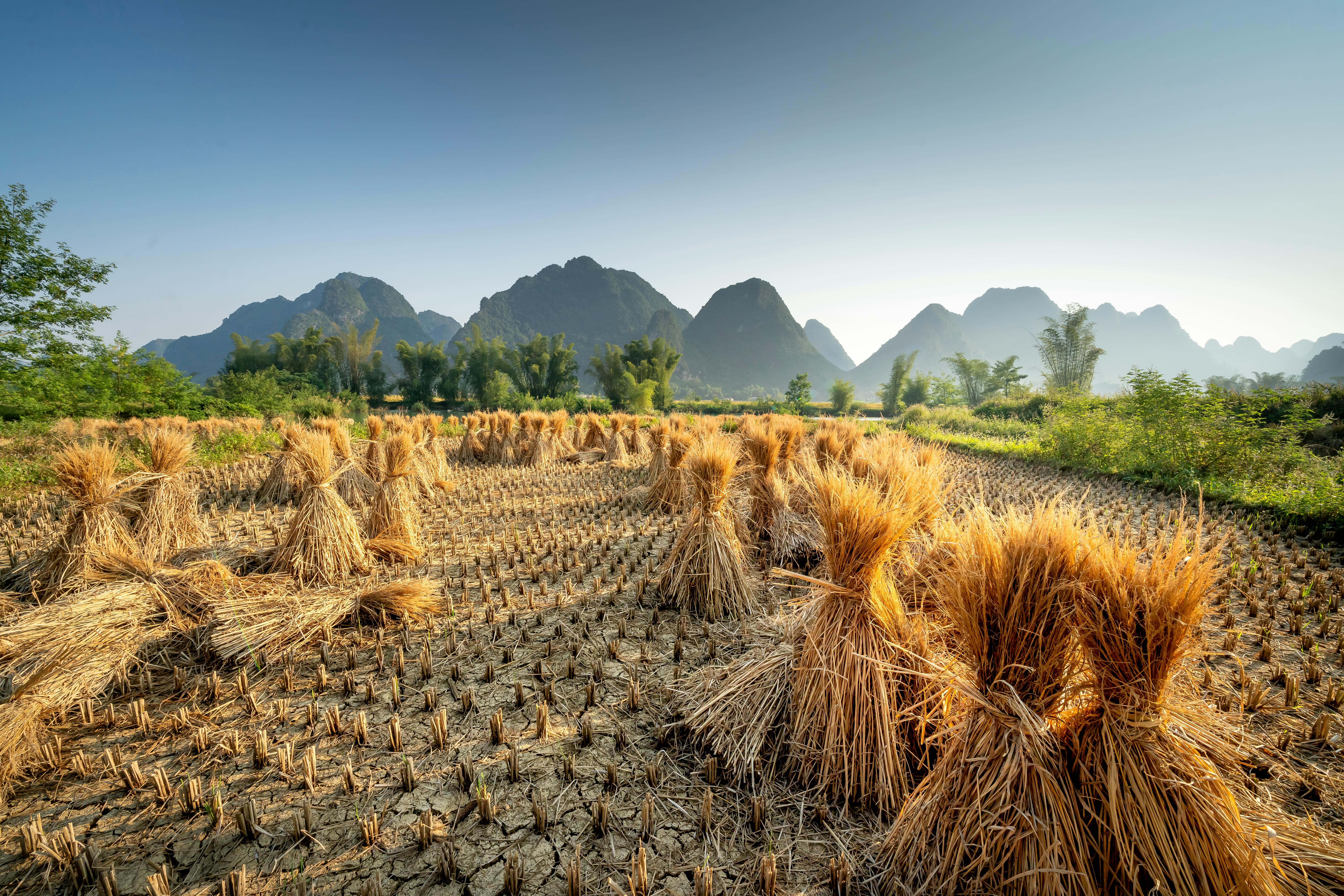 climate resilience drought mitigation — Photo by Quang Nguyen Vinh on Pexels