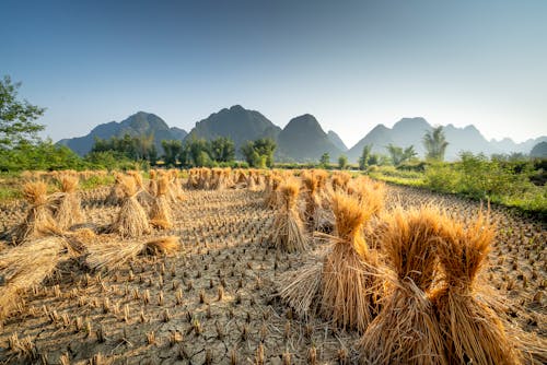 和平的, 土地, 地形 的 免費圖庫相片