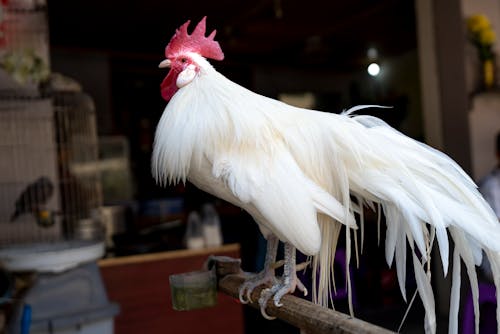 Free Phoenix rooster with big white feathers and red comb standing on bird perch near building with birds in cages in daytime Stock Photo