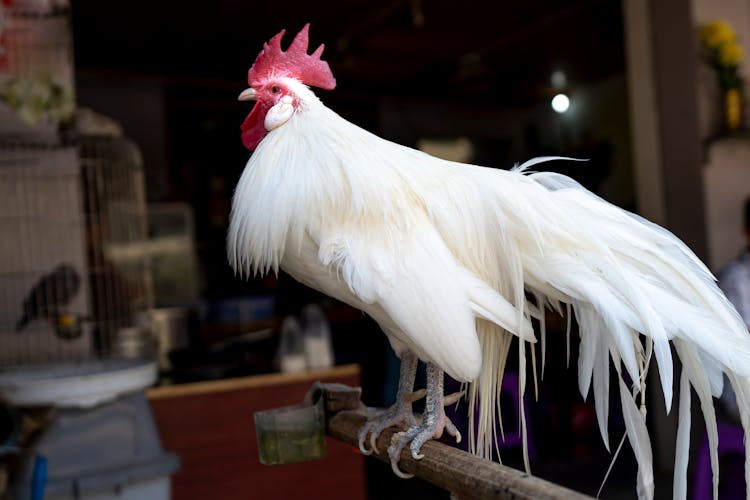 White Cock Standing On Wooden Stand Near Bird In Cage