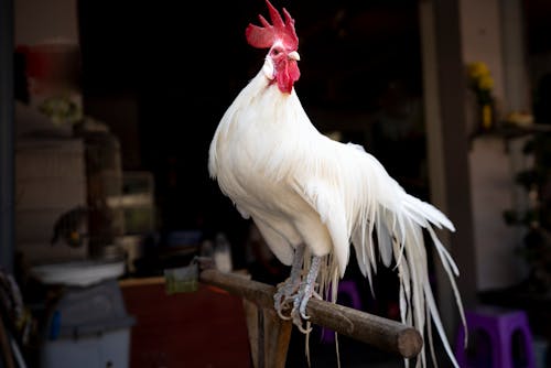 Big white rooster with long feathers and red comb standing on wooden stand near room with birds in cages and stools in daylight