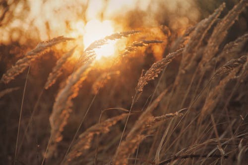 Brown Wheat Field During Sunset