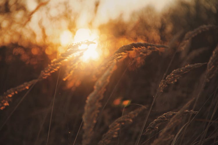 Close-up Photo Of Pampas Grass