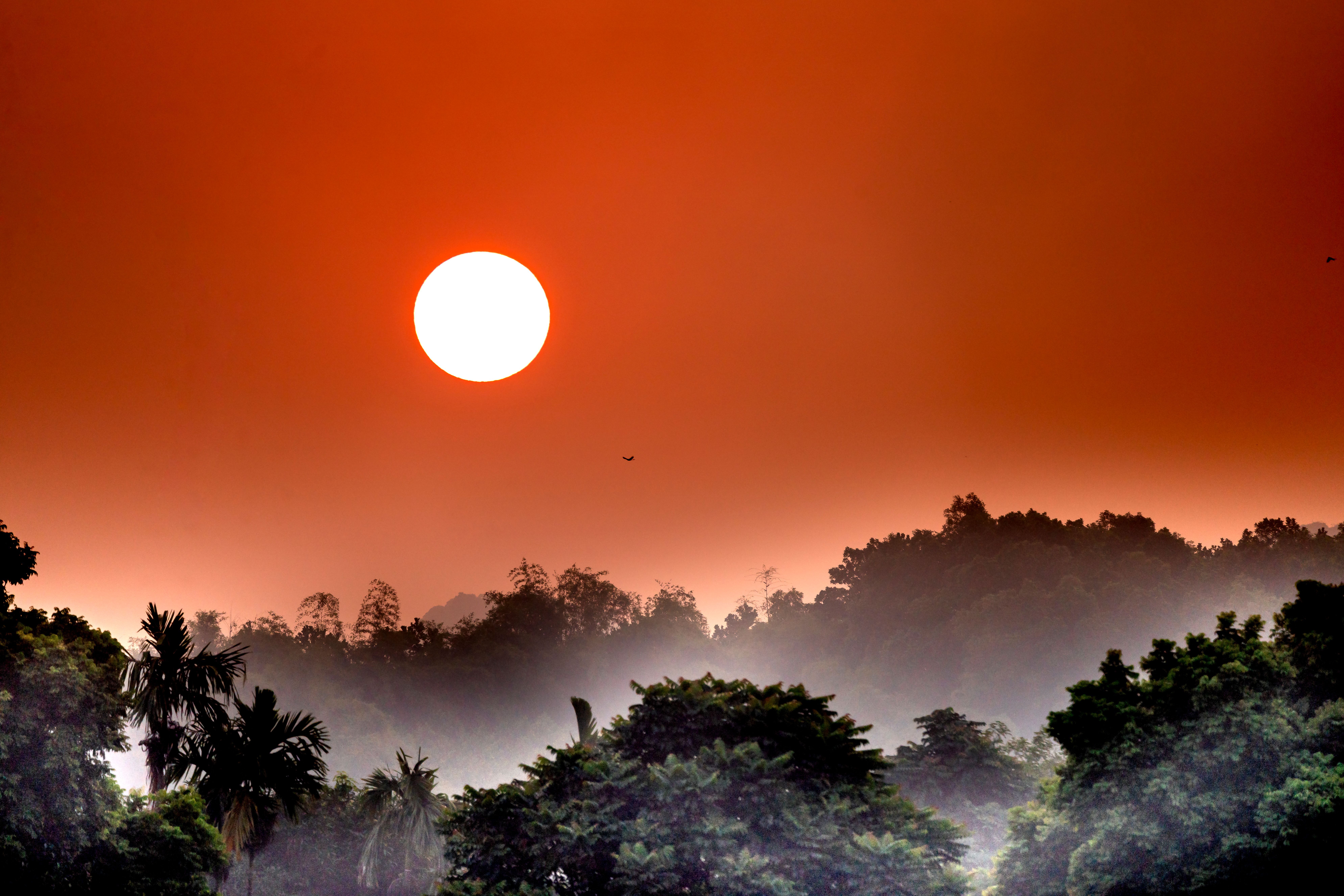 Sunset sky over green forest · Free Stock Photo