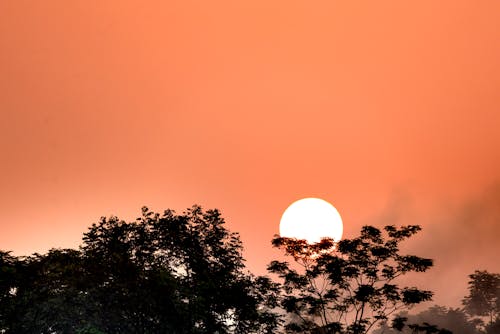 Breathtaking view of colorful orange sky with sun over green deciduous trees at sunset
