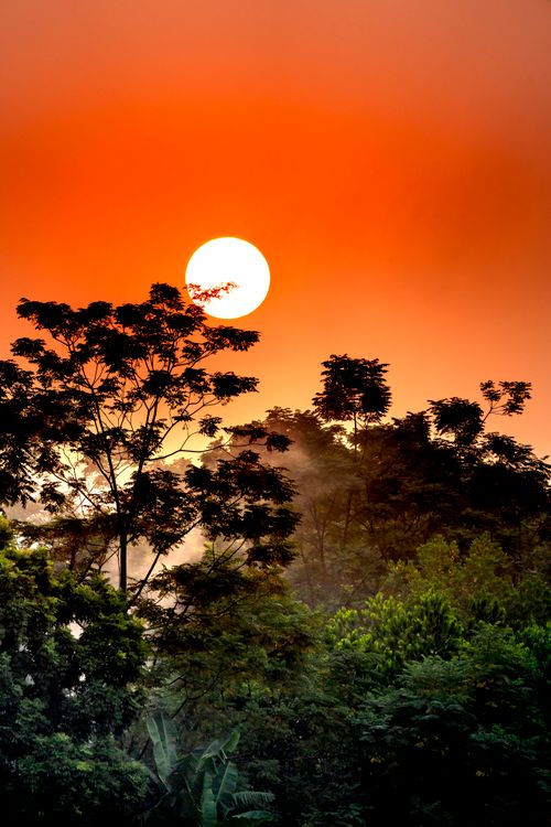 Free Spectacular view of lush green forest under colorful bright orange sky with sun at sundown Stock Photo