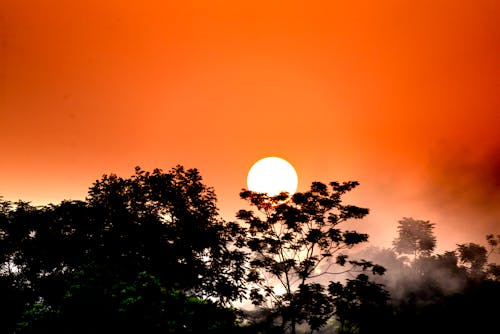 Picturesque scenery of green deciduous trees in forest under bright orange sky at sundown