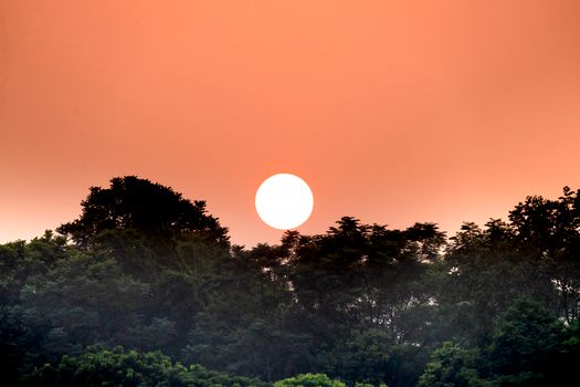 Spectacular view of lush green trees in woods under vivid orange sky at sunset