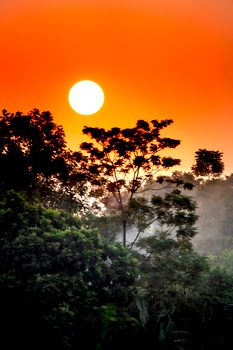 Breathtaking view of lush green trees growing in forest under bright colorful orange sky with sun at sundown