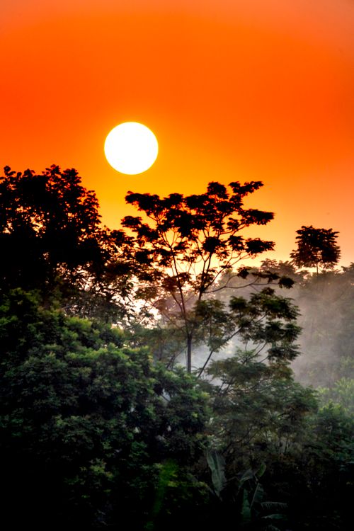 Free Breathtaking view of lush green trees growing in forest under bright colorful orange sky with sun at sundown Stock Photo