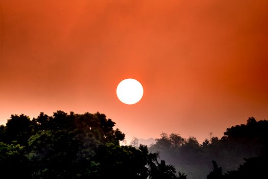 Picturesque scenery of bright sun shining on cloudless sky over dense  forest with green plants in countryside in evening time