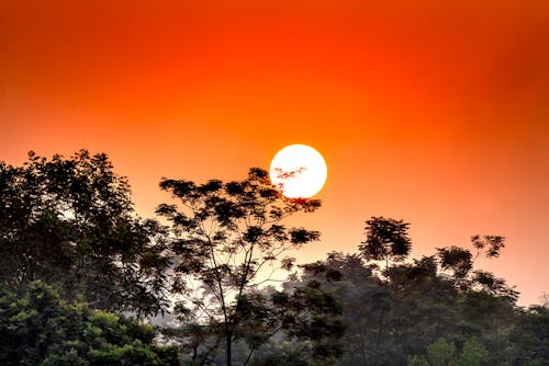 Bright sun shining on orange cloudless sky over sprigs of tall dense tropical green tress in nature at sundown time