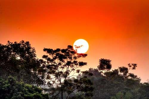 Free Bright sun shining on orange cloudless sky over sprigs of tall dense tropical green tress in nature at sundown time Stock Photo