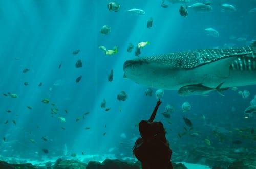 고래, 물고기, 수족관의 무료 스톡 사진