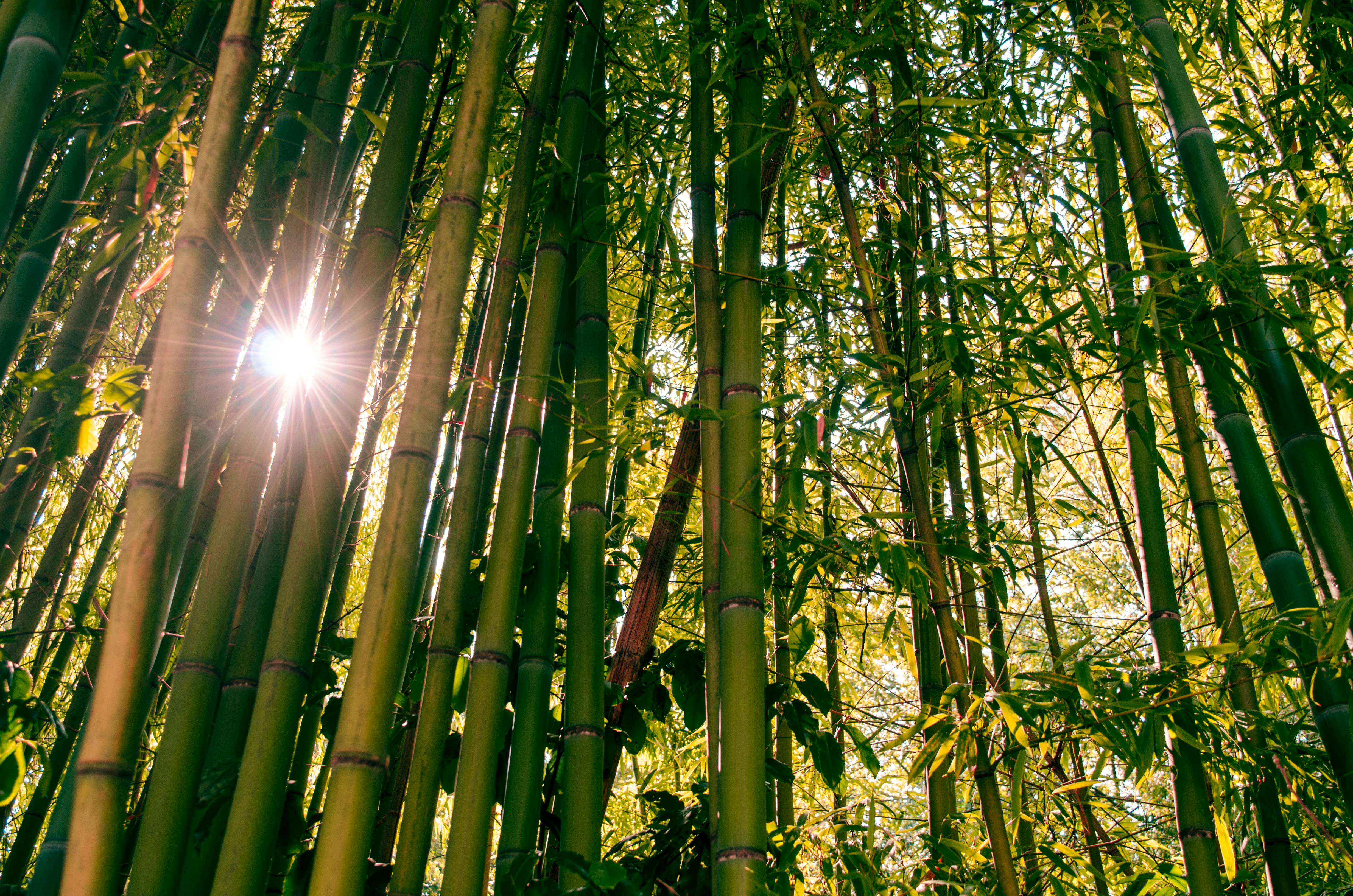 Green Bamboo Detail Free Stock Photo - Public Domain Pictures