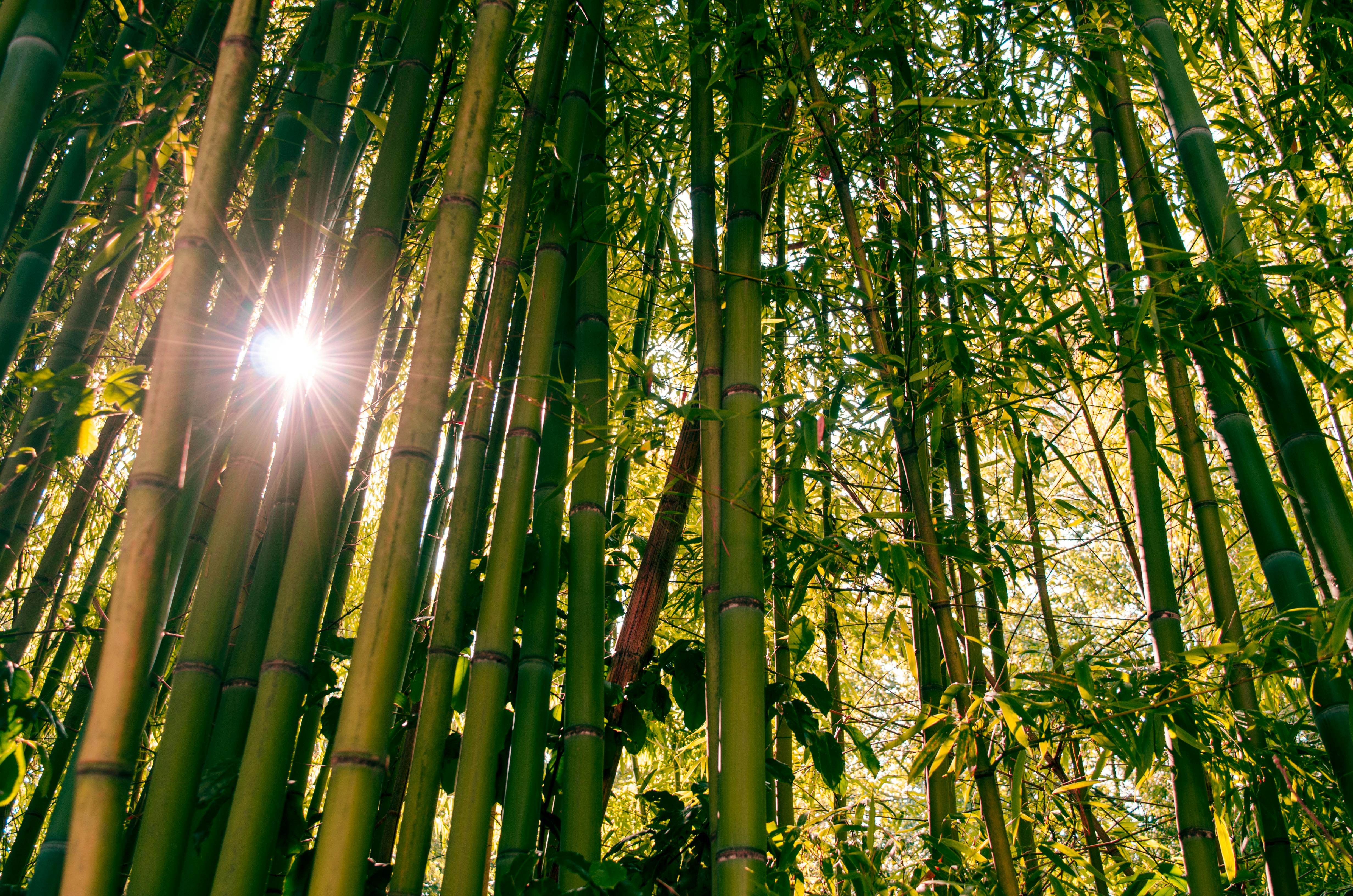 Free stock photo of bamboo, bamboo trees, forest