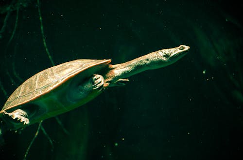 Darmowe zdjęcie z galerii z żółw, żółw wodny, zwierzę