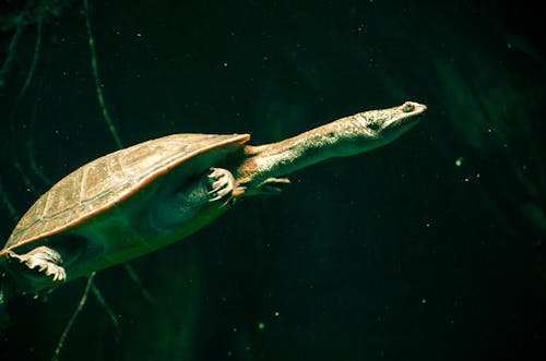 Free stock photo of animal, turtle, water turtle