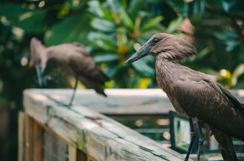 Two Brown Long Beak Birds