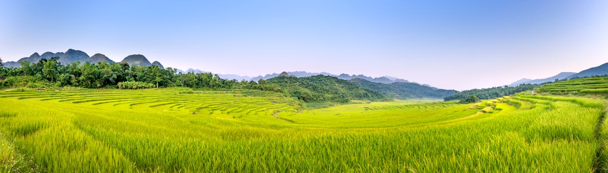 Panoramic view of vibrant green rice terraces with mountains and clear sky.