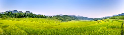 Free Wide angle of agricultural plantations with rice fields located on farmland against blue sky against mountainous area in sunny nature Stock Photo