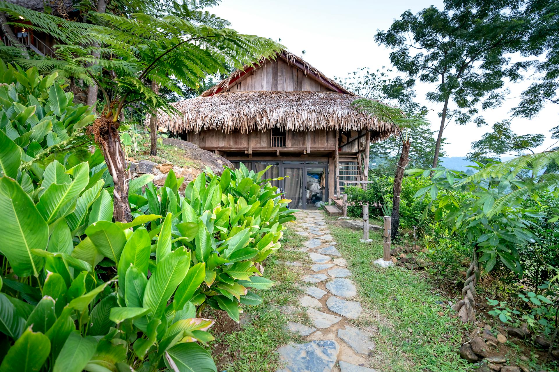 Exterior of aged wooden cottage with thatched roof located among bushes and exotic plants with green leaves in tropical resort