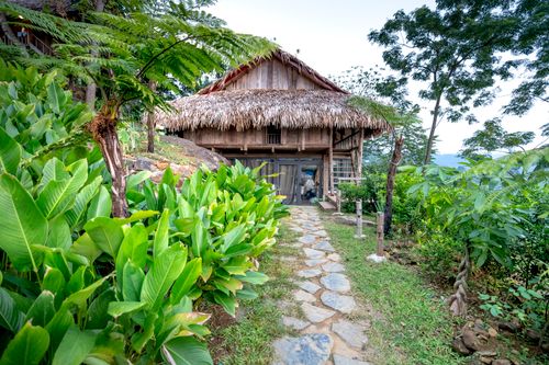 Free Exterior of aged wooden cottage with thatched roof located among bushes and exotic plants with green leaves in tropical resort Stock Photo
